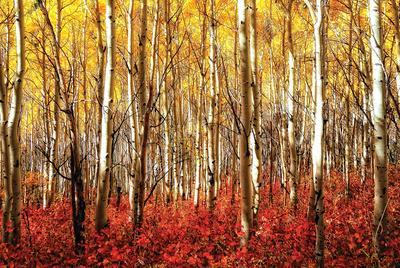 Aspen Grove - Red - Poster, 36x24
