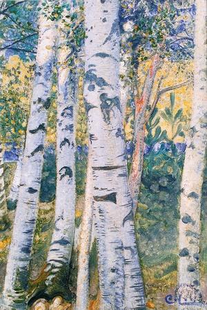 Birch Trees, 1910 - Giclee Print, 12x18