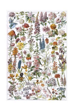 Flowers, Larousse 1913 - Giclee Print, 12x18
