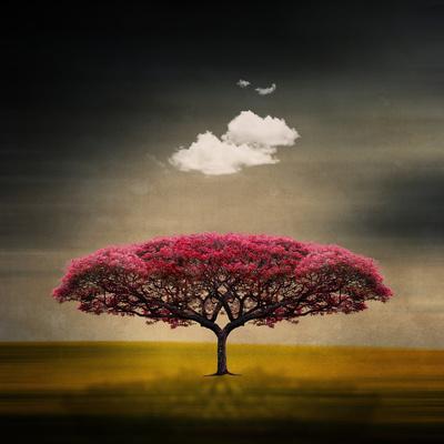 Medusa Cloud - Photographic Print, 16x16