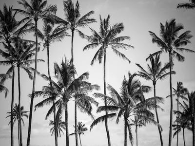 Palm Heaven - Photographic Print, 12x9
