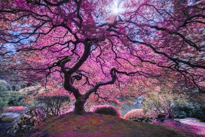 Pink Tree 2 - Photographic Print, 18x12