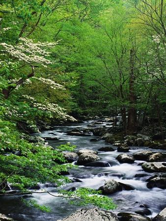 Stream in Lush Forest - Photographic Print, 12x16