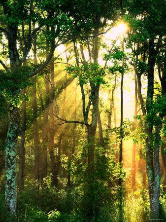 Sunbeams Through the Trees - Photographic Print, 12x16