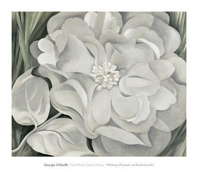 The White Calico Flower, c.1931 - Wall Art Print, 34x30